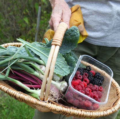 Beyond the Allotment Gate: How Our Plots Feed Barnet
