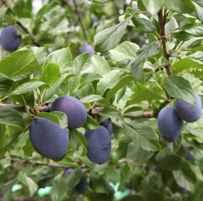 The Secret Life of a Seed: Why Saving Matters